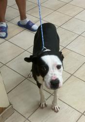 Shelter Stray Male Dog last seen Near Cooperstown Court, VIRGINIA BEACH, VA, 23451, 341 S Birdneck Rd, Virginia Beach, VA 23451, USA