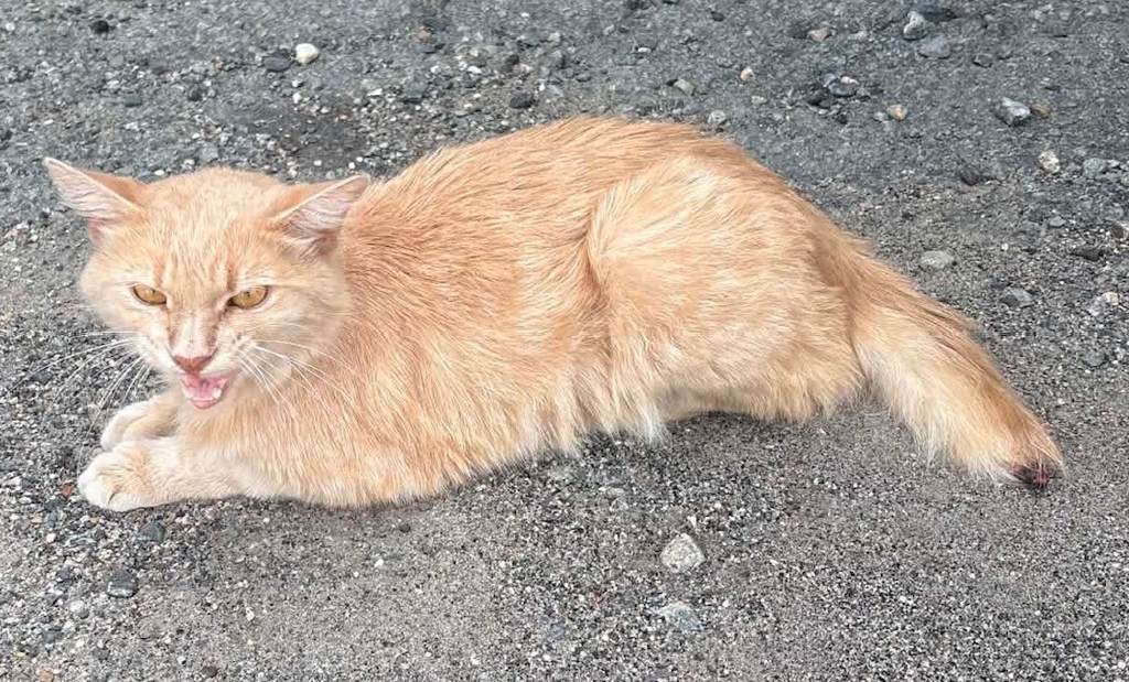 Shelter Stray Male Cat last seen Near S Military Highway, VIRGINIA BEACH, VA, 23464, 341 S Birdneck Rd, Virginia Beach, VA 23451, USA