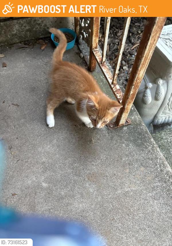 Found/Stray Male Cat last seen Merritt, River Oaks, TX 76114