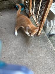 Found/Stray Male Cat last seen Merritt, River Oaks, TX 76114