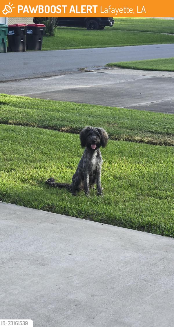 Found/Stray Female Dog last seen Pilette and Dolphin, Lafayette, LA 70508