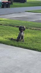 Found/Stray Female Dog last seen Pilette and Dolphin, Lafayette, LA 70508