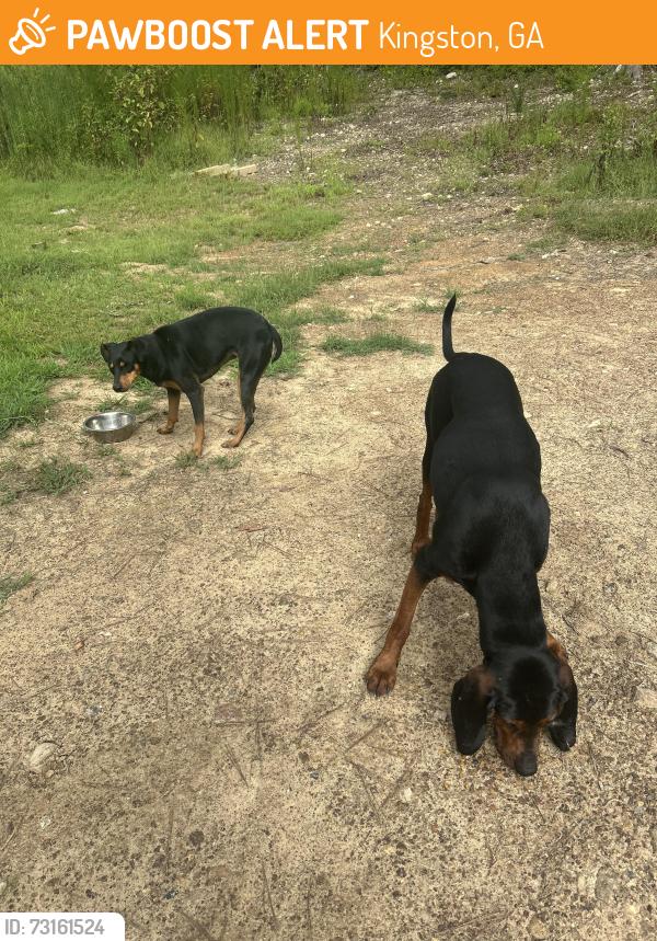 Found/Stray Male Dog last seen Kingston Hwy and Wade Green Rd, Kingston, GA 30145