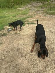 Found/Stray Male Dog last seen Kingston Hwy and Wade Green Rd, Kingston, GA 30145