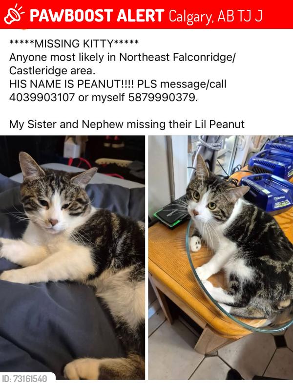 Lost Male Cat last seen Falconridge Community Center, Calgary, AB T3J 1J8