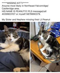 Lost Male Cat last seen Falconridge Community Center, Calgary, AB T3J 1J8