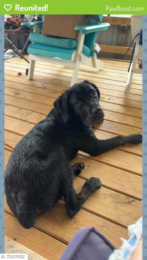 Reunited Male Dog last seen Steekee Creek, Loudon, TN 37774