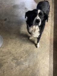 Found/Stray Female Dog last seen Wimberly pl, Kingsport, TN 37660