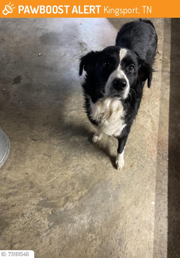 Found/Stray Female Dog last seen Wimberly pl, Kingsport, TN 37660