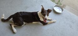 Reunited Female Dog last seen Harry and Emporia, Wichita, KS 67211