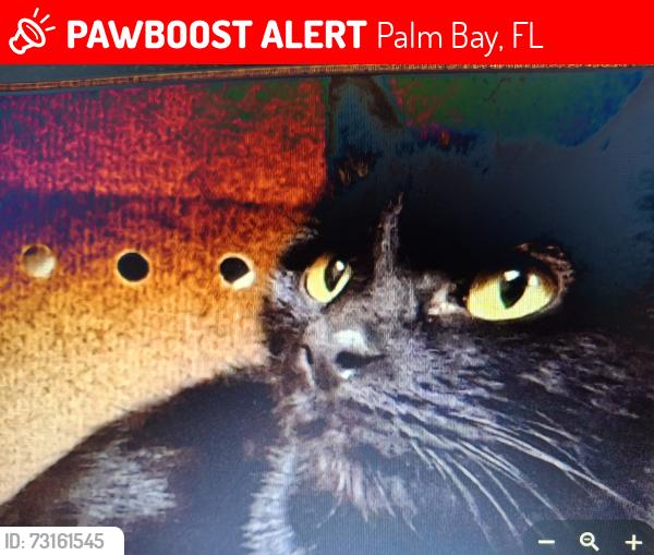 Lost Female Cat last seen JUPITER RD., Palm Bay, FL 32907