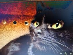 Lost Female Cat last seen JUPITER RD., Palm Bay, FL 32907