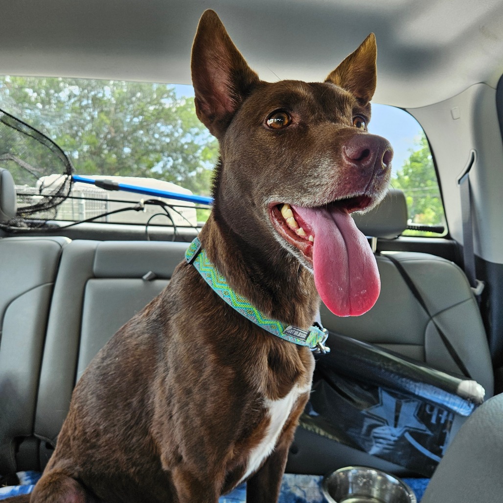 Shelter Stray Female Dog last seen , 141 Canna Ln, Lake Jackson, TX 77566, USA