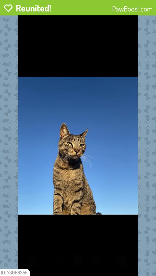 Reunited Male Cat last seen Coit and Outer Loop, Celina, TX 75009