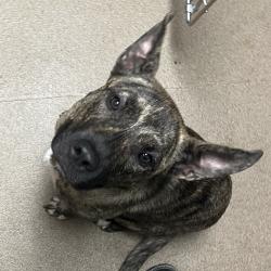 Shelter Stray Female Dog last seen , 4500 N Access Rd, Chattanooga, TN 37415, USA