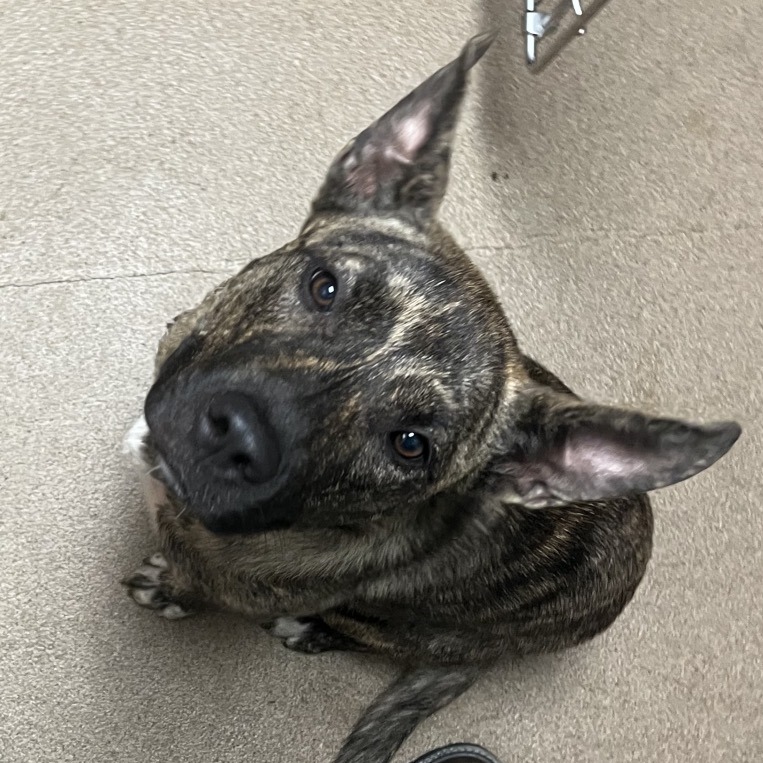Shelter Stray Female Dog last seen , 4500 N Access Rd, Chattanooga, TN 37415, USA