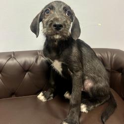 Shelter Stray Male Dog last seen , 2951 S 1st St, Cabot, AR 72023, USA