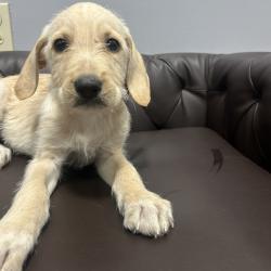 Shelter Stray Male Dog last seen , 2951 S 1st St, Cabot, AR 72023, USA