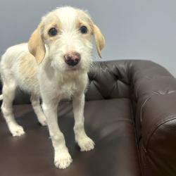 Shelter Stray Female Dog last seen , 2951 S 1st St, Cabot, AR 72023, USA