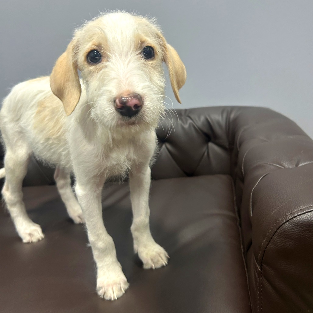 Shelter Stray Female Dog last seen , 2951 S 1st St, Cabot, AR 72023, USA