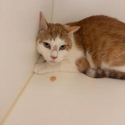 Shelter Stray Female Cat last seen , Animal Care & Control Team of Philly, 111 W Hunting Park Ave, Philadelphia, PA 19140, USA