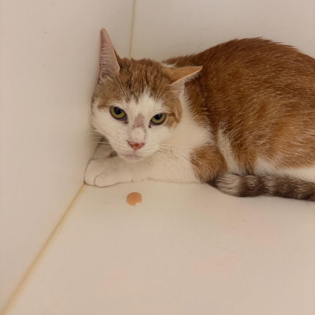 Shelter Stray Female Cat last seen , Animal Care & Control Team of Philly, 111 W Hunting Park Ave, Philadelphia, PA 19140, USA
