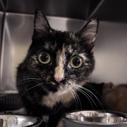 Shelter Stray Female Cat last seen , 14 Forever Friend Ln, Asheville, NC 28806, USA