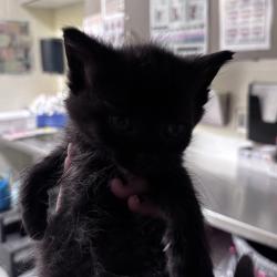 Shelter Stray Male Cat last seen , 14 Forever Friend Ln, Asheville, NC 28806, USA