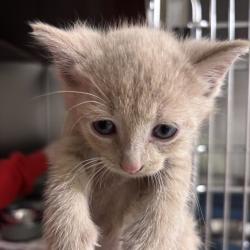 Shelter Stray Male Cat last seen , 14 Forever Friend Ln, Asheville, NC 28806, USA