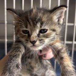 Shelter Stray Female Cat last seen , 14 Forever Friend Ln, Asheville, NC 28806, USA
