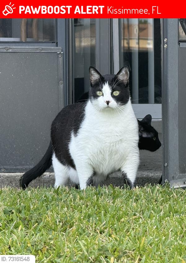 Lost Male Cat last seen Near the loop, Kissimmee, FL 34741