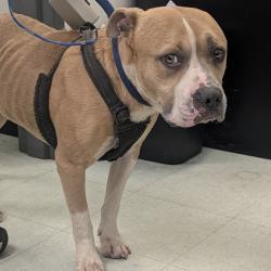 Shelter Stray Male Dog last seen , Animal Care & Control Team of Philly, 111 W Hunting Park Ave, Philadelphia, PA 19140, USA