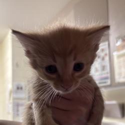 Shelter Stray Male Cat last seen , 14 Forever Friend Ln, Asheville, NC 28806, USA