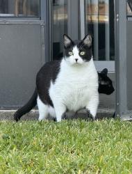Lost Male Cat last seen Near the loop, Kissimmee, FL 34741