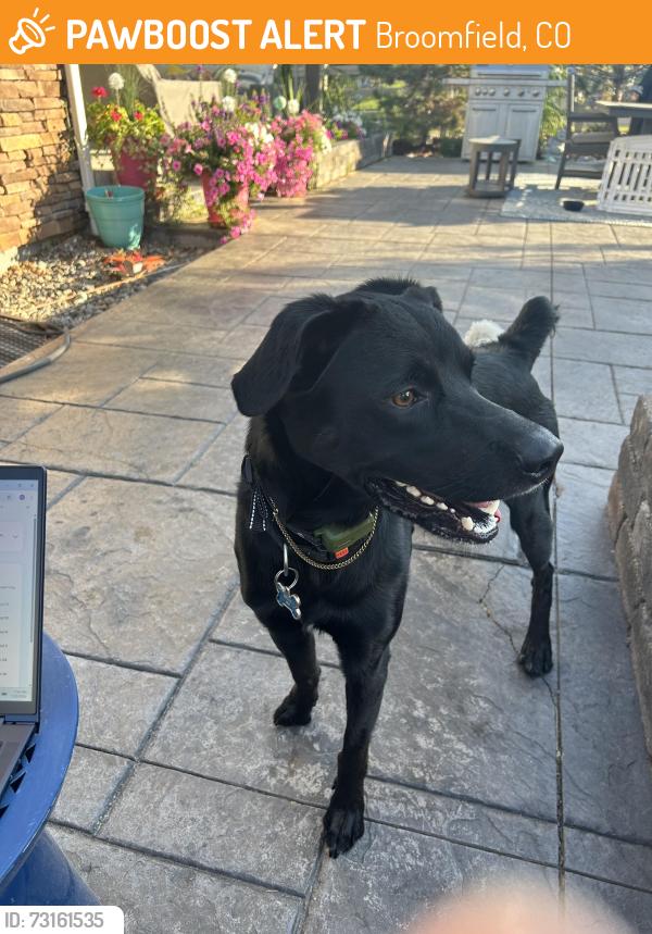 Found/Stray Male Dog last seen Spanish Peak Way and Mt Powell Dr., Broomfield, CO 80023