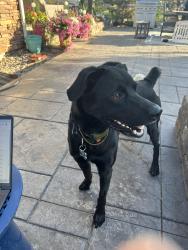 Found/Stray Male Dog last seen Spanish Peak Way and Mt Powell Dr., Broomfield, CO 80023