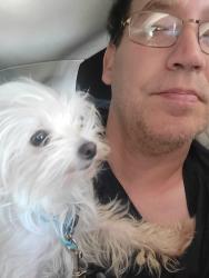 Lost Female Dog last seen Near Lemay St, Reseda, CA 91335, Los Angeles, CA 91335