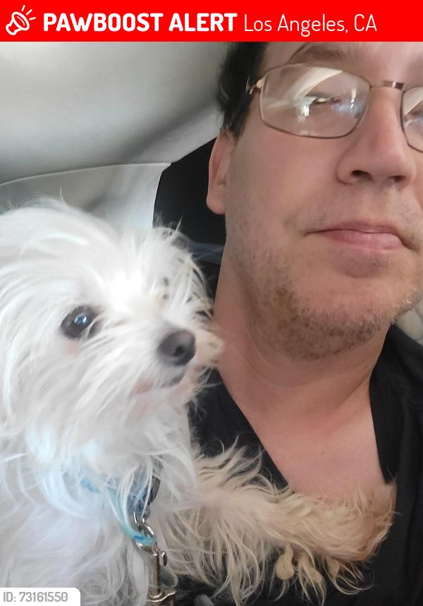 Lost Female Dog last seen Near Lemay St, Reseda, CA 91335, Los Angeles, CA 91335