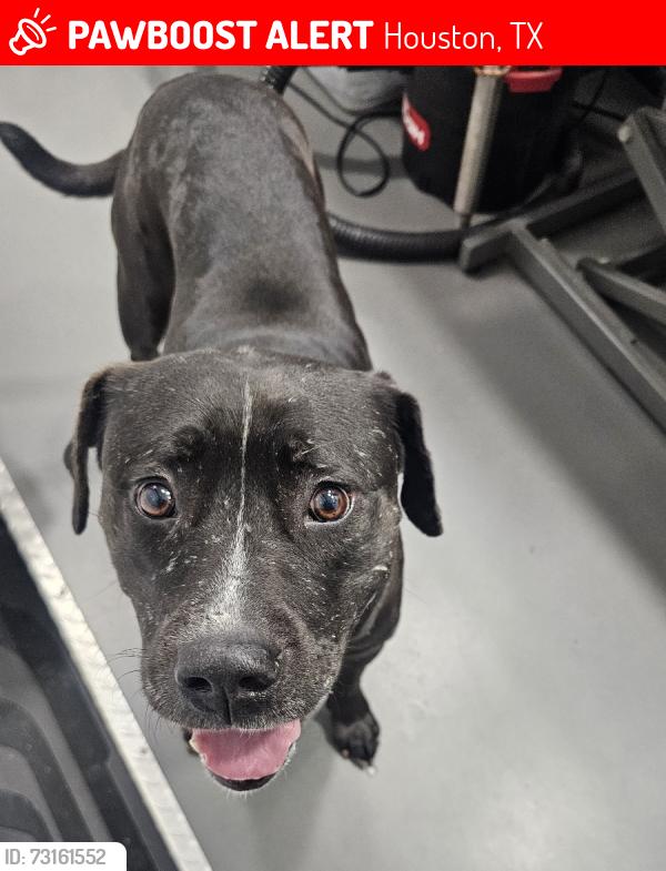 Lost Female Dog last seen Fall ook drive, Eldridge parkway, Houston, TX 77065
