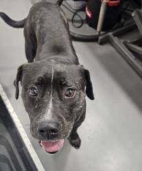 Lost Female Dog last seen Fall ook drive, Eldridge parkway, Houston, TX 77065