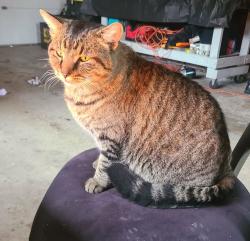 Lost Male Cat last seen Montague Rd & Osbourne Rd., Winnebago, IL 61088