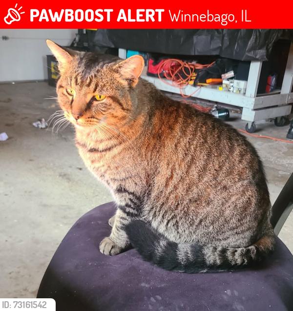 Lost Male Cat last seen Montague Rd & Osbourne Rd., Winnebago, IL 61088