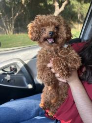 Found/Stray Male Dog last seen Holly Glen Trail, Hawthorne, CA 90250