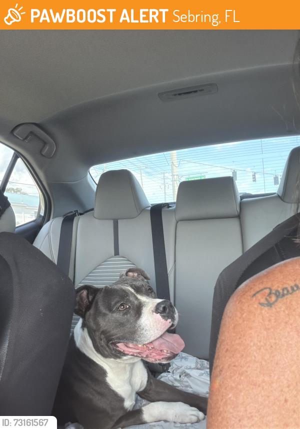 Found/Stray Unknown Dog last seen Orange groves, Sebring, FL 33870