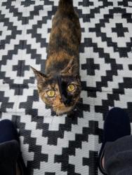 Lost Female Cat last seen Velocity apmts, Des Moines, IA 50309