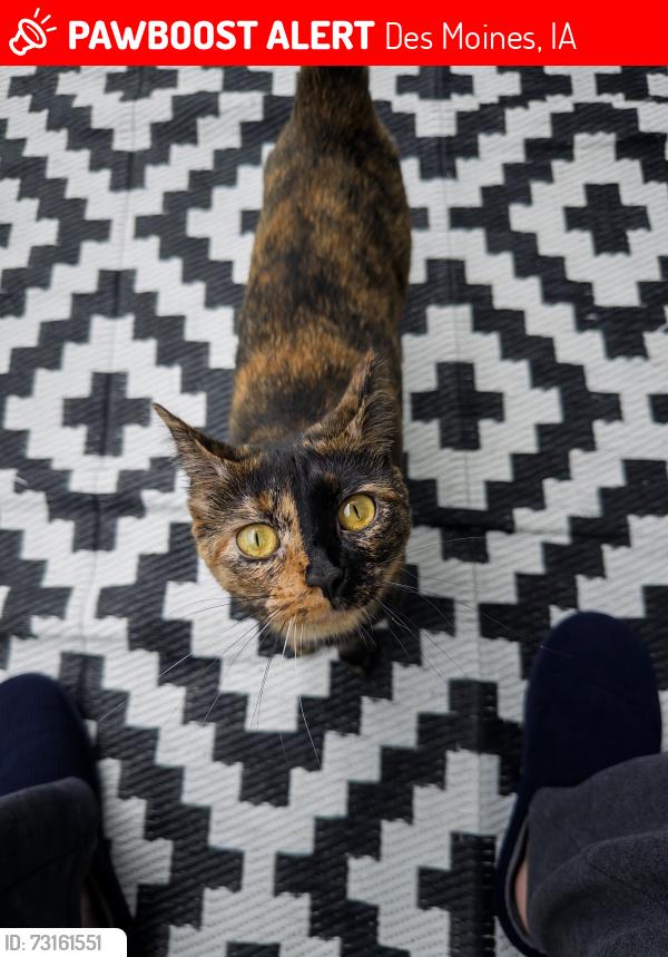 Lost Female Cat last seen Velocity apmts, Des Moines, IA 50309