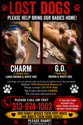 Lost Male Dog last seen Rivard, Warren, MI 48091