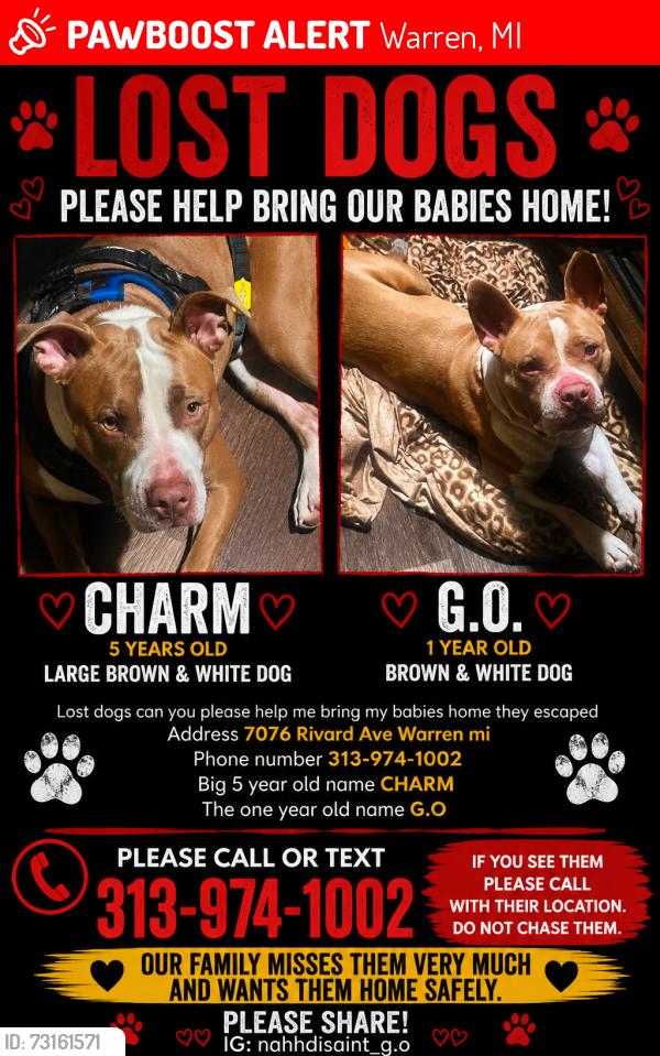 Lost Male Dog last seen Rivard, Warren, MI 48091