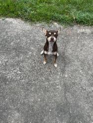 Found/Stray Male Dog last seen Pinewood and Holly Lane: Artesian Lake ests Subdivision 77304, Conroe, TX 77306