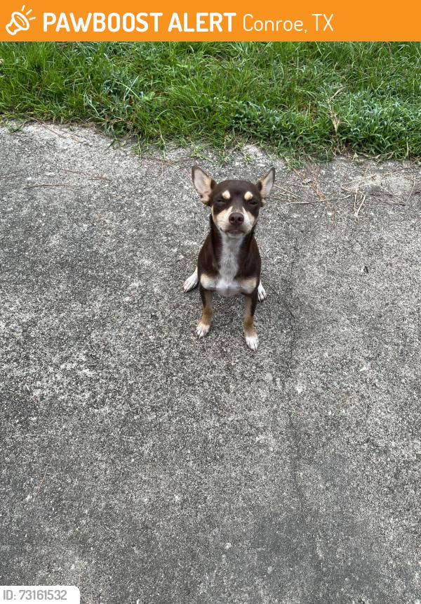 Found/Stray Male Dog last seen Pinewood and Holly Lane: Artesian Lake ests Subdivision 77304, Conroe, TX 77306